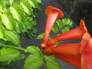 アメリカノウゼンカズラ